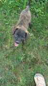Monty