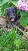 Monty