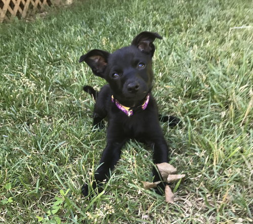 Bagheera