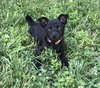 Bagheera