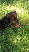 Lucille