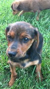 Lucille