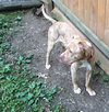 Rupert