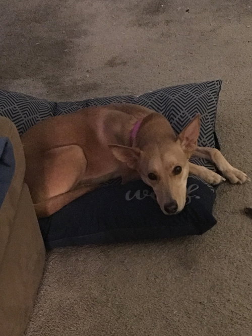 Molly