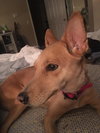 Molly