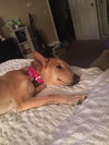 Molly