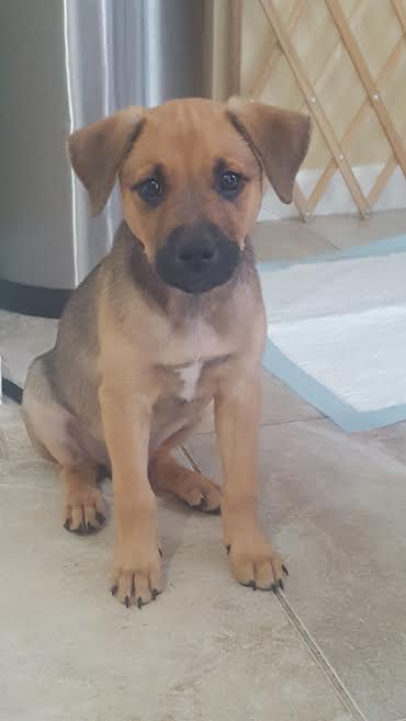 Maverick