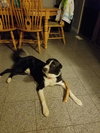 Murphy