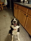 Murphy