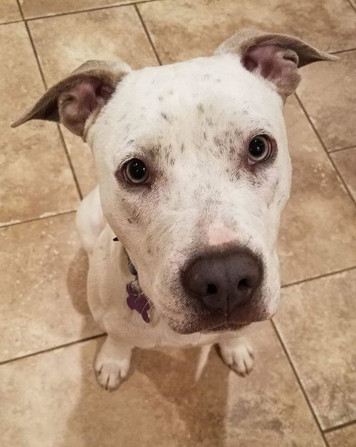 Frankie