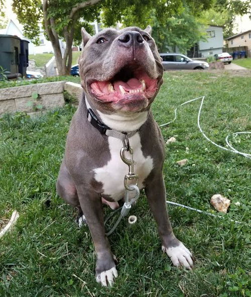 Luciano