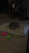 Nellie