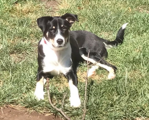 Stella