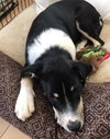 Stella