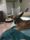 Cheyenne