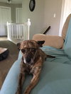 Cheyenne