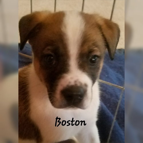 Boston