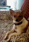 Benji