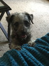 Otis