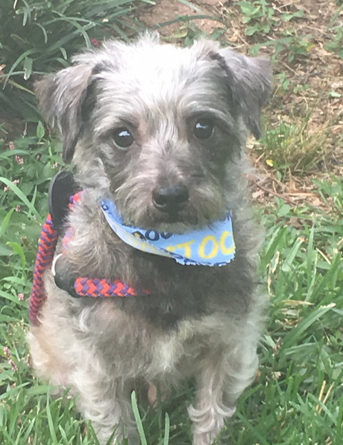 Otis