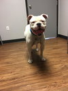 Roo