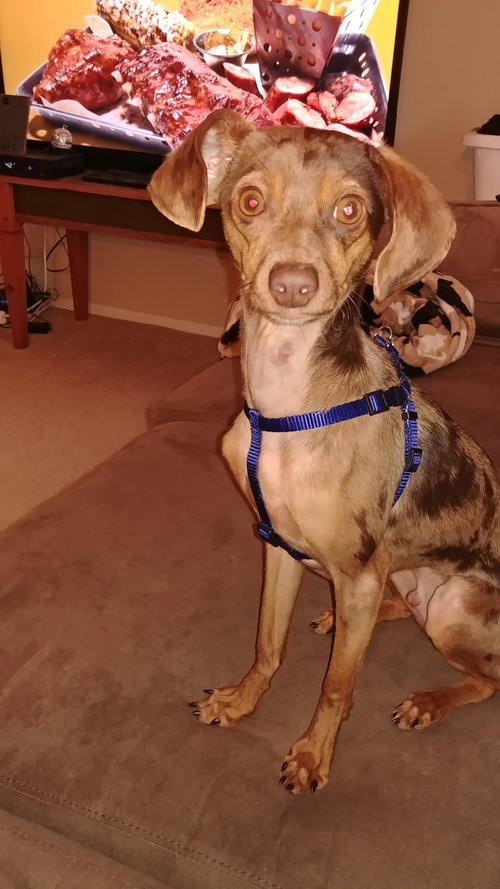 Archie Jo