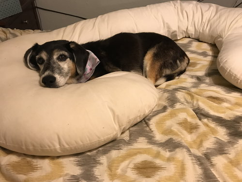Lucy Lou