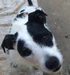Mitzie