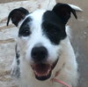 Mitzie