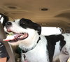 Mitzie