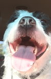 Mitzie