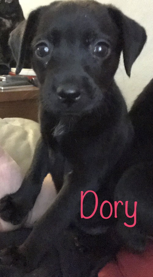 Dory