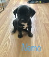 Nemo