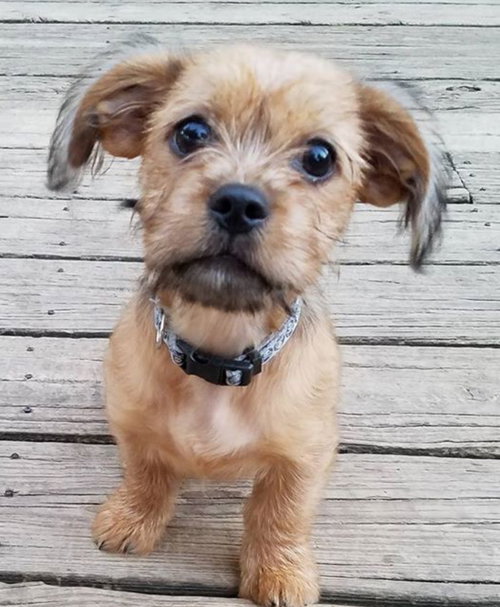 Wicket