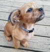 Wicket