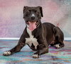 Darcy