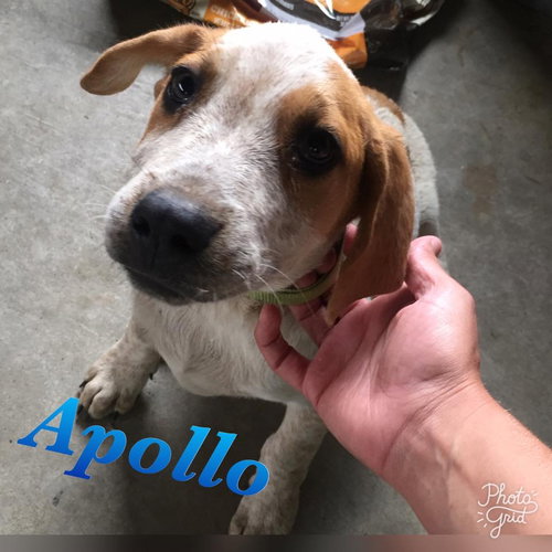 Apollo