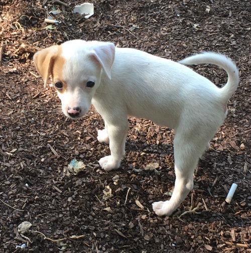 Rollo