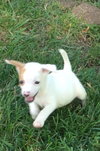 Rollo