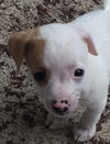 Rollo