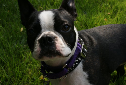Jax