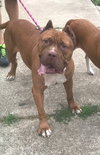 Meatball