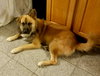 Shaggy