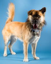 Shaggy
