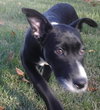 Doppler