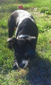 Doppler