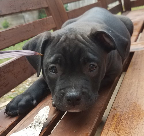 Denali