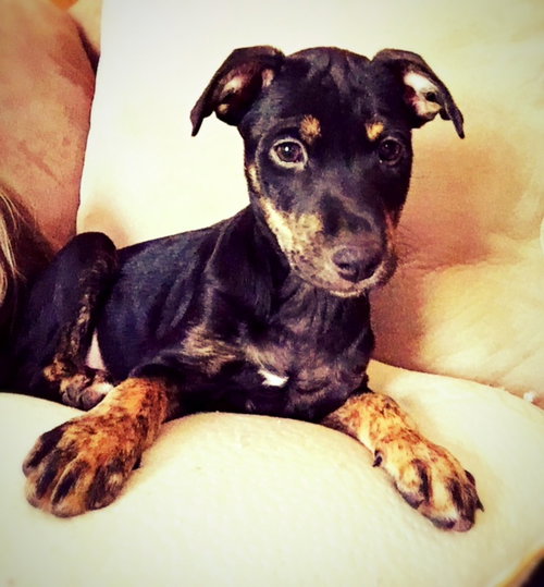 Trixie