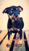 Trixie