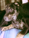 Trixie